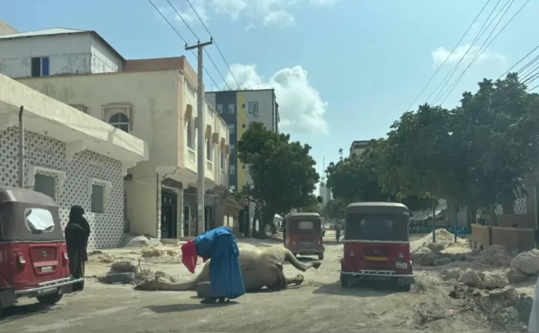Geela MUQDISHO daaqa oo y dhimanaya gargaar la’aan,Aqriso